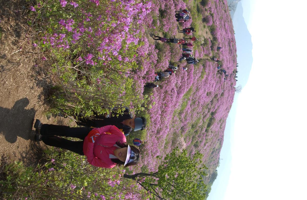 황매산철죽축제