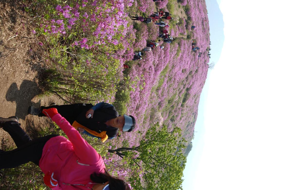 황매산철죽축제