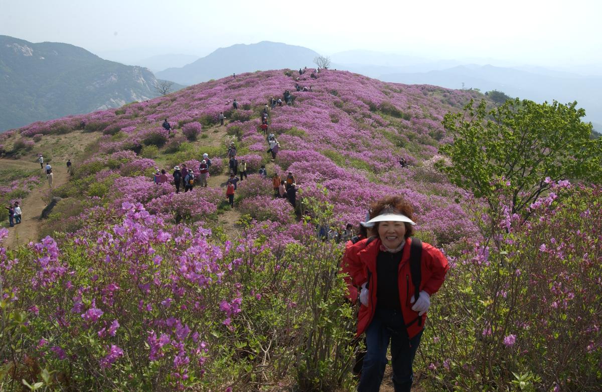 황매산철죽축제