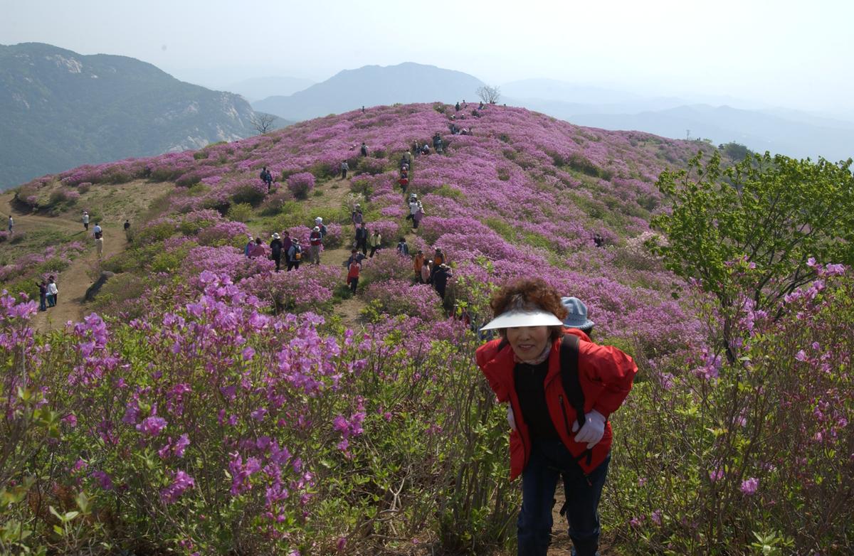 황매산철죽축제