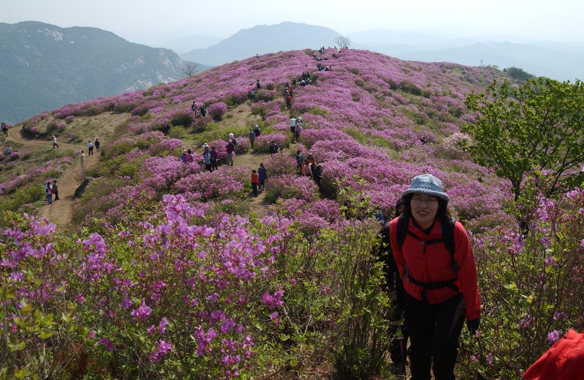황매산철죽축제