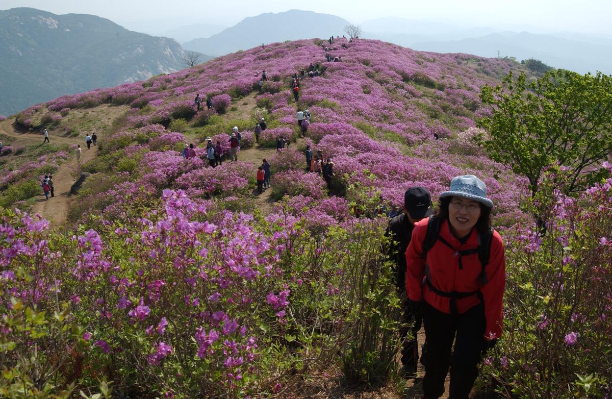 황매산철죽축제
