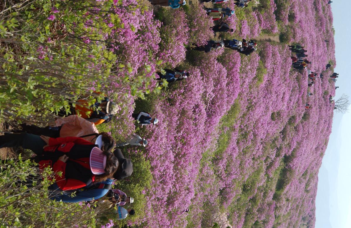 황매산철죽축제