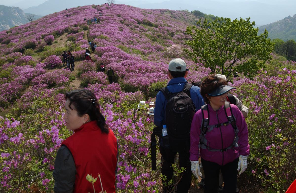 황매산철죽축제