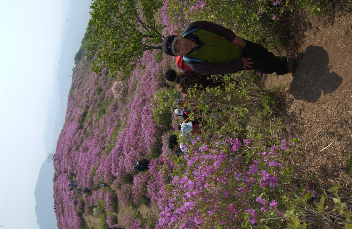 황매산철죽축제
