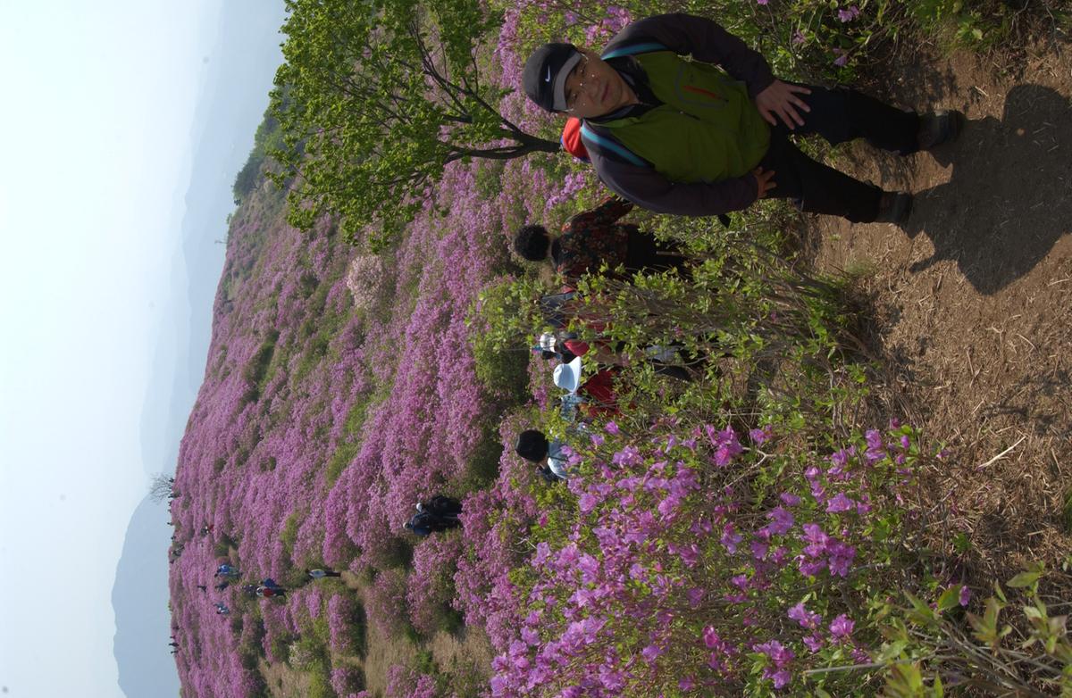 황매산철죽축제