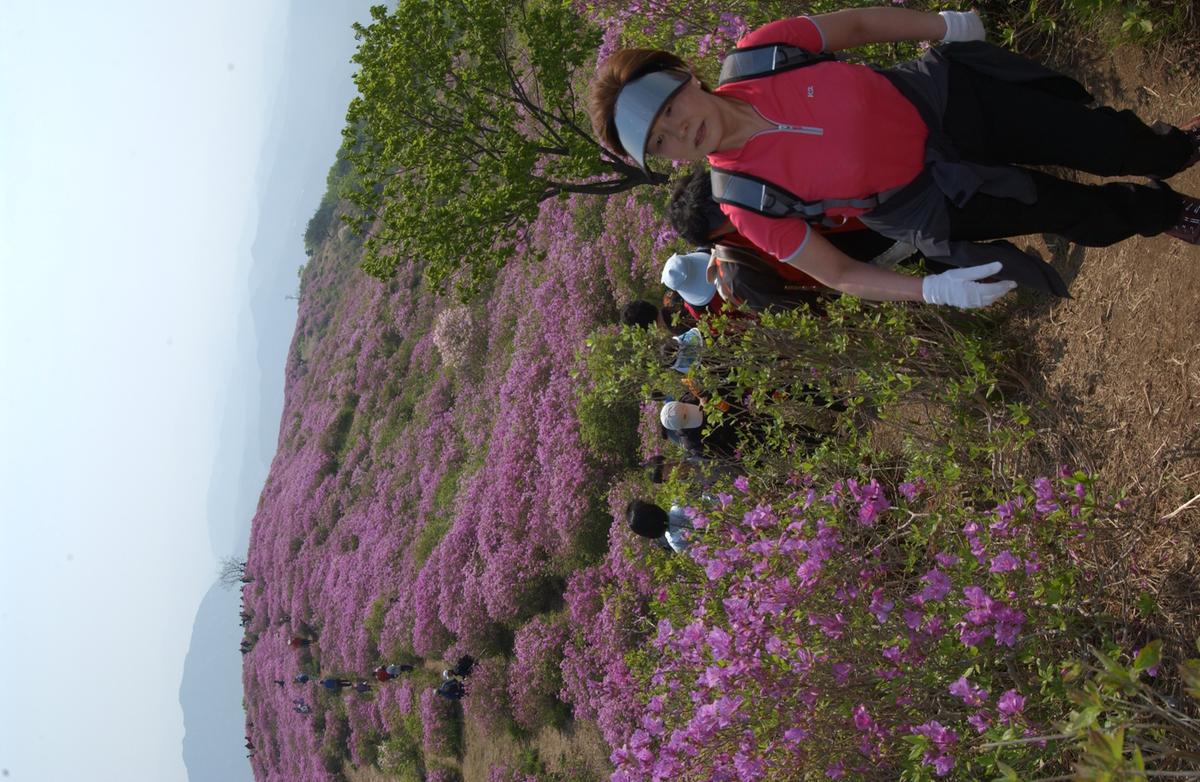 황매산철죽축제