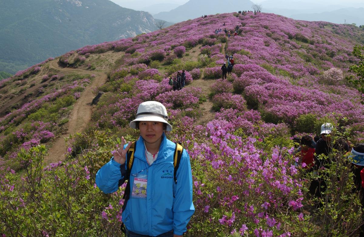 황매산철죽축제