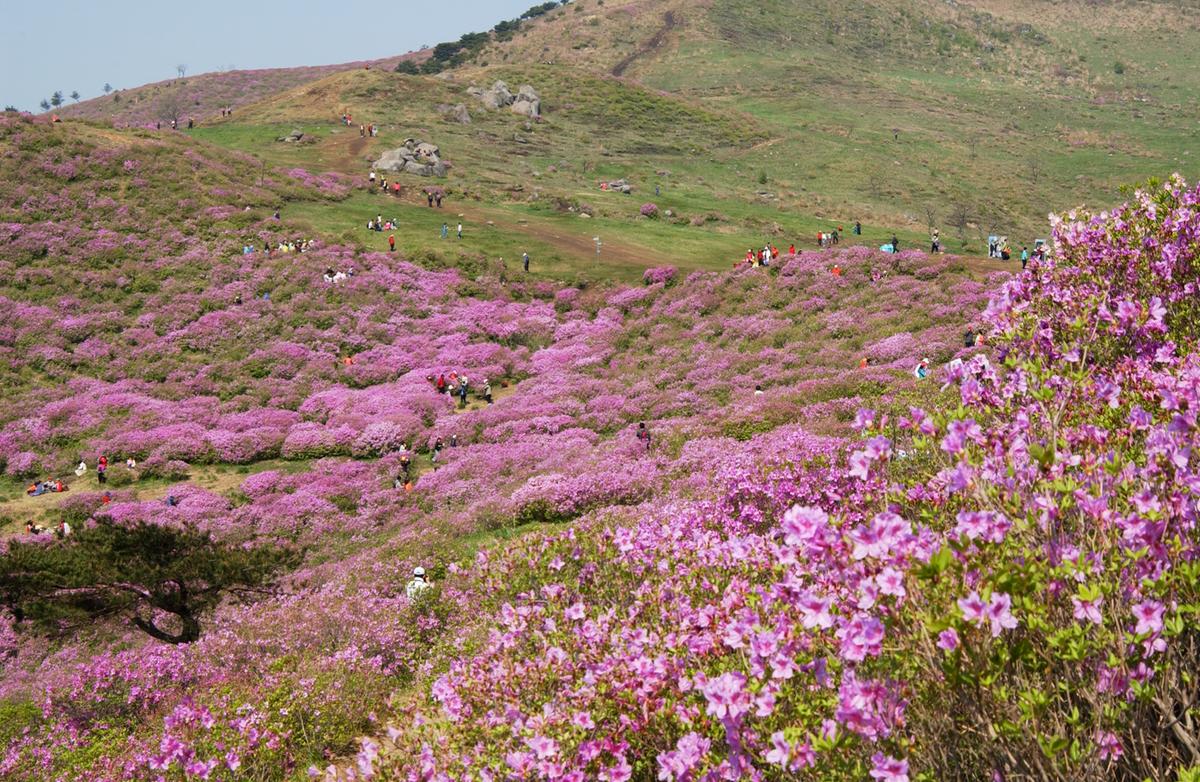 황매산철죽축제