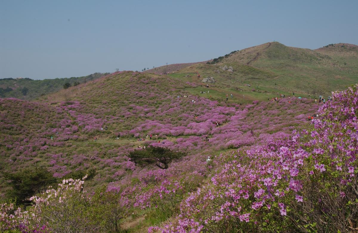 황매산철죽축제