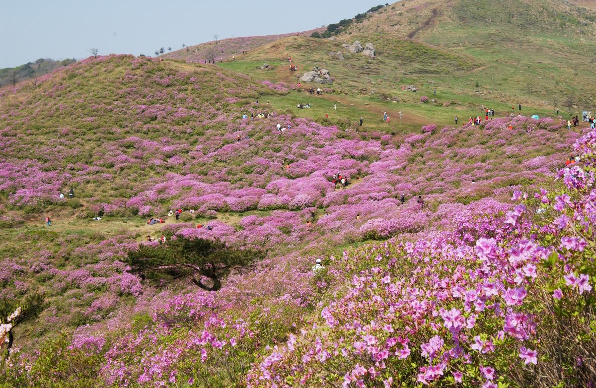 황매산철죽축제