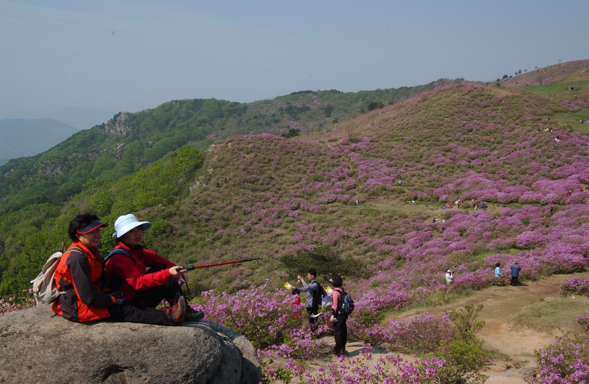 황매산철죽축제