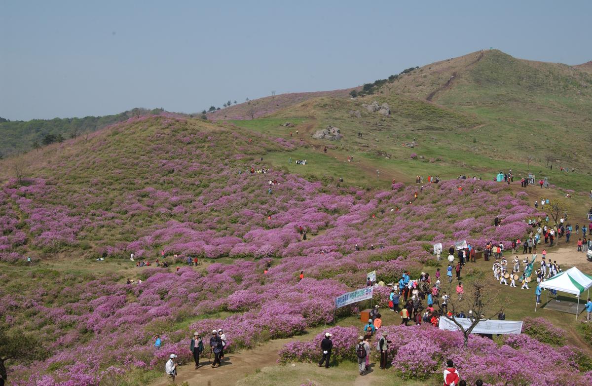 황매산철죽축제