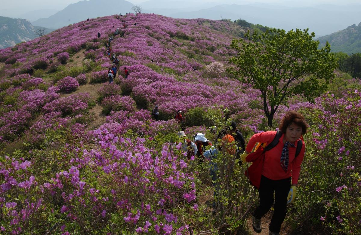 황매산철죽축제