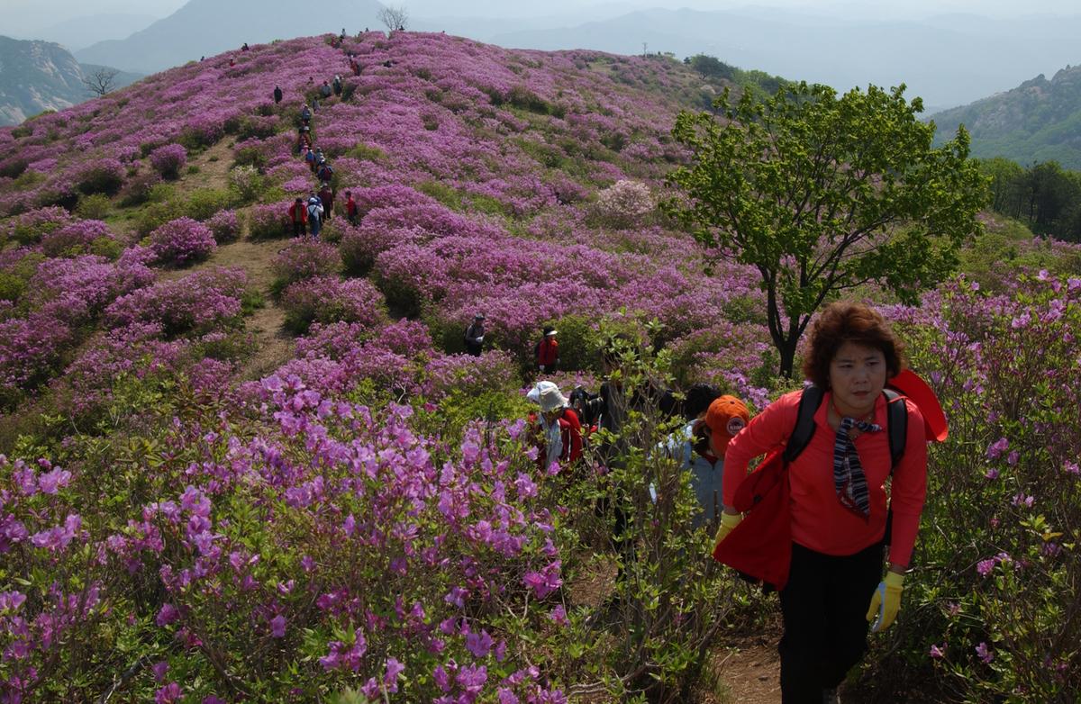 황매산철죽축제