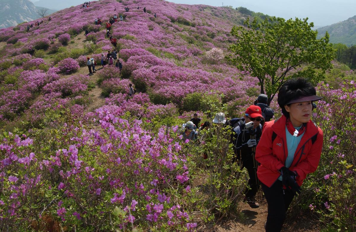 황매산철죽축제