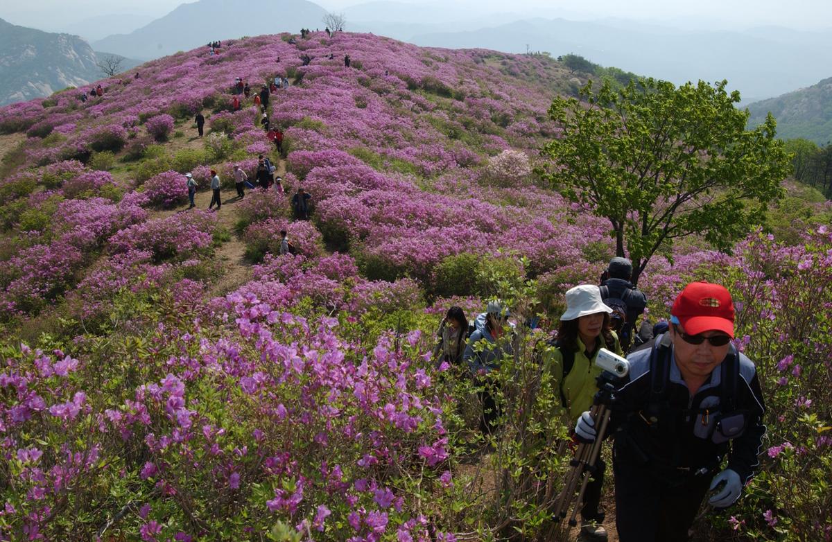 황매산철죽축제
