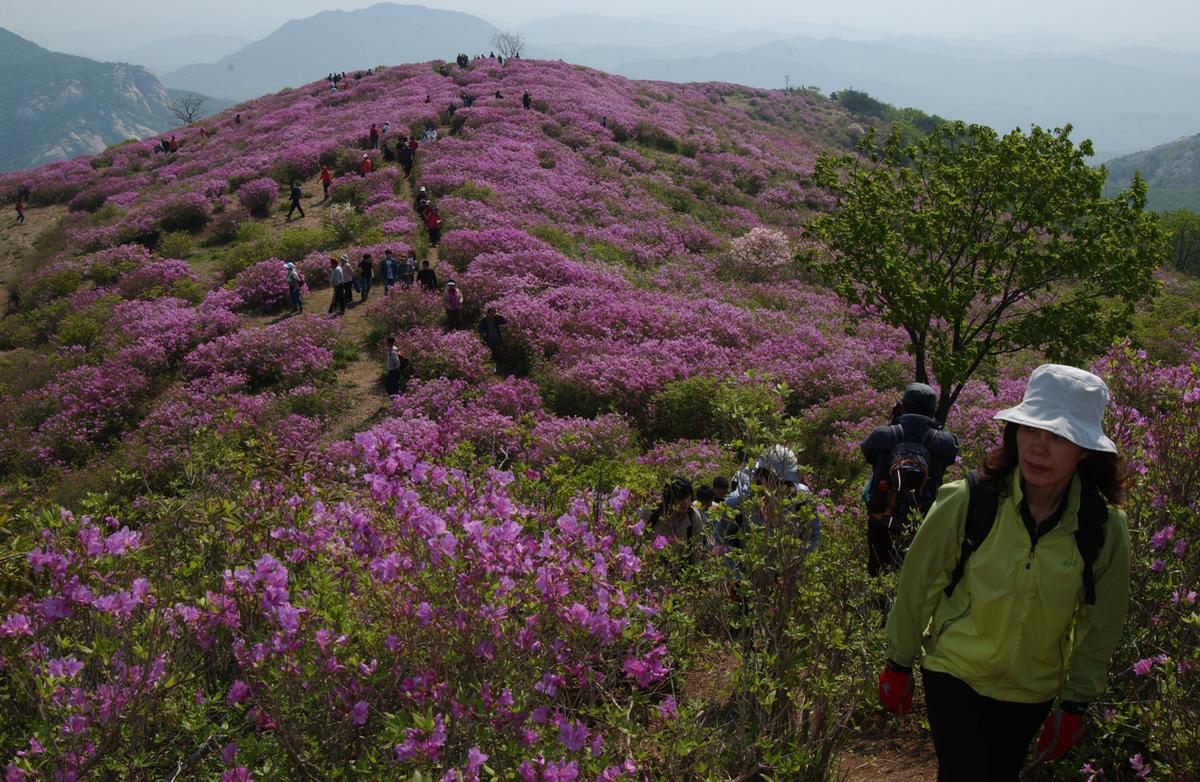 황매산철죽축제