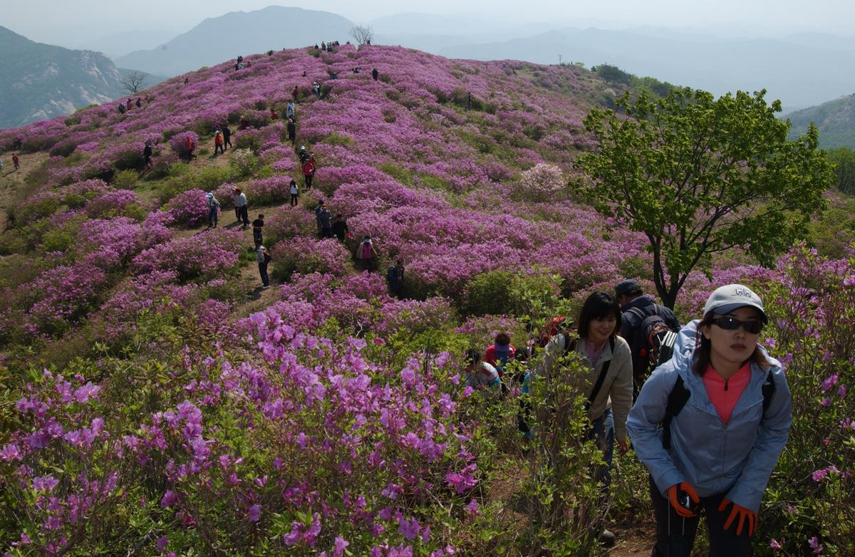 황매산철죽축제