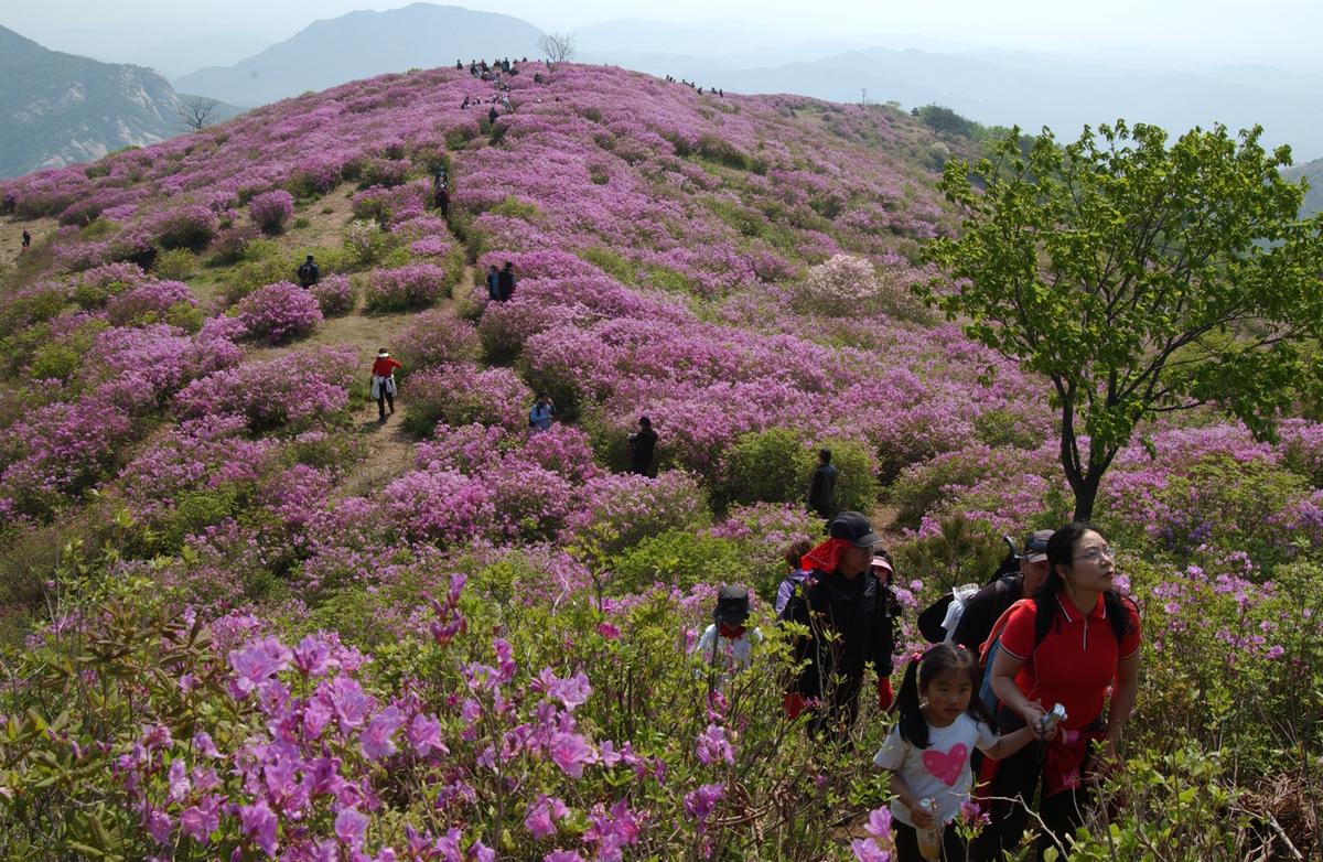황매산철죽축제