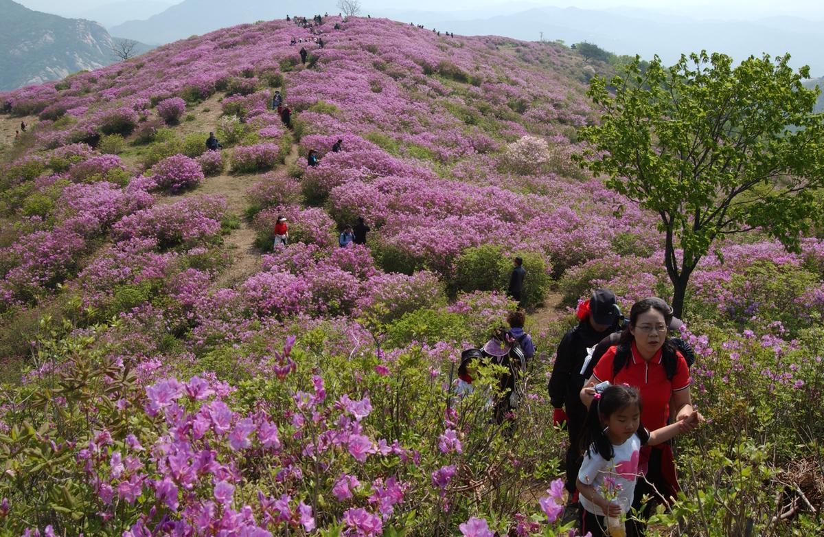 황매산철죽축제