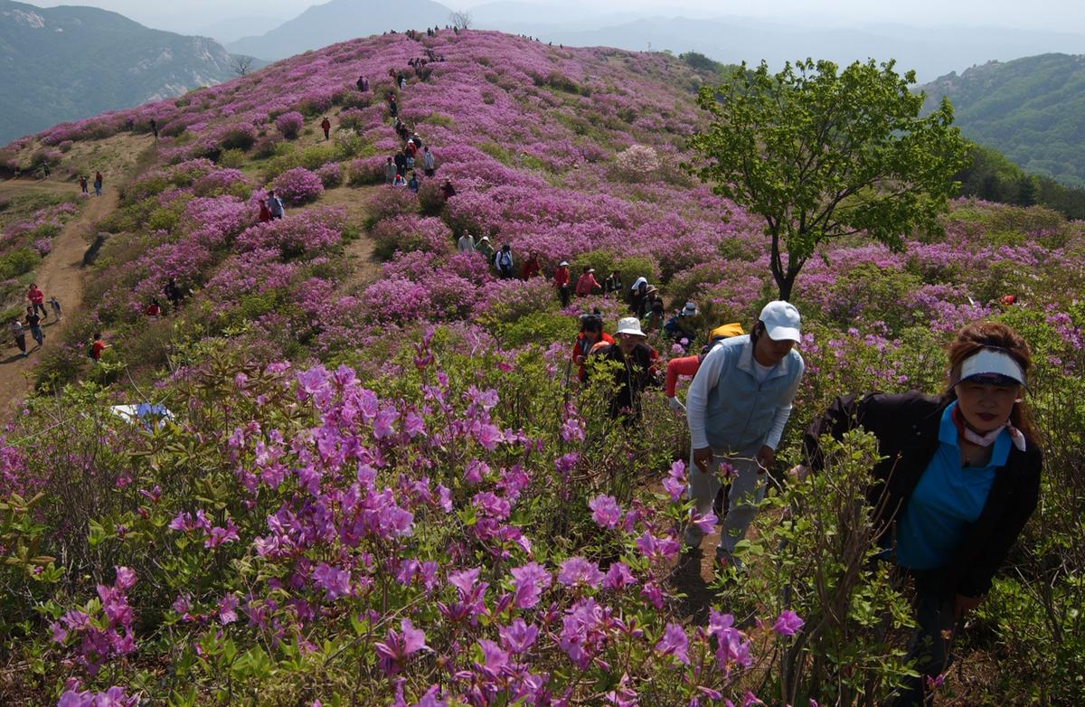 황매산철죽축제