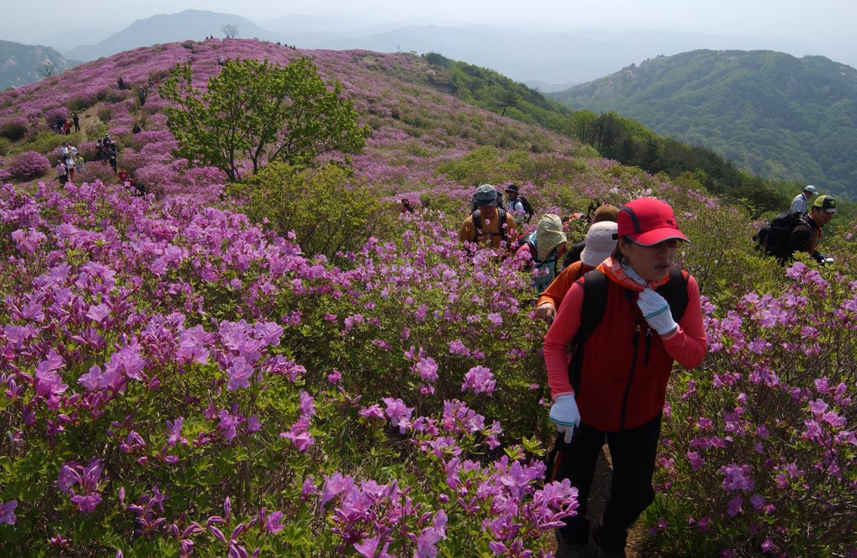 황매산철죽축제