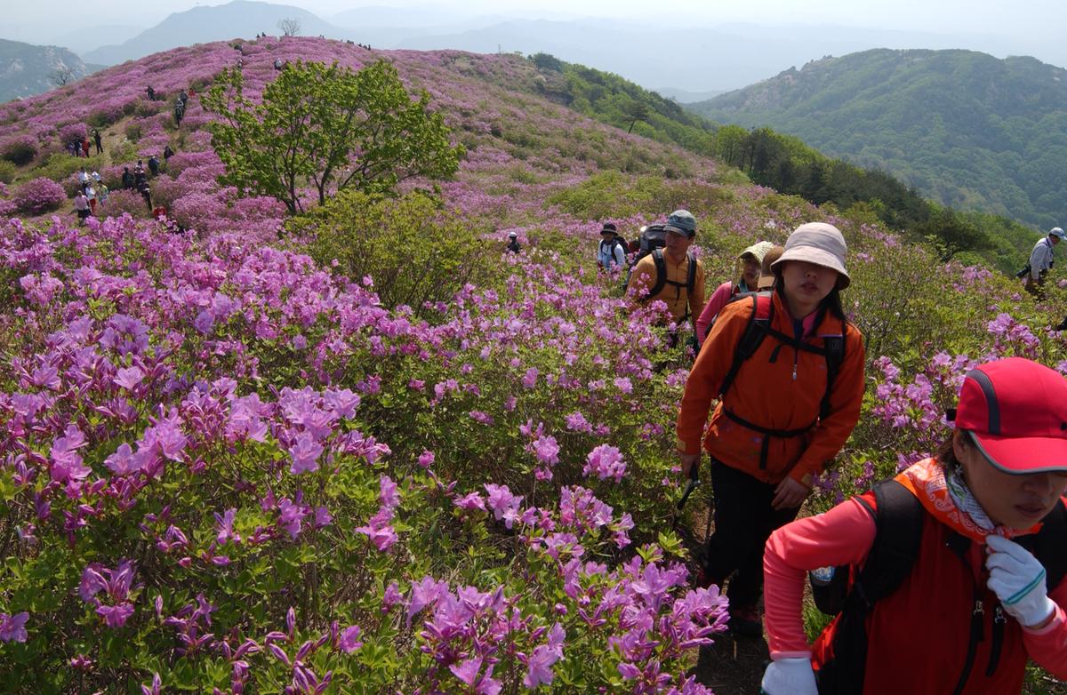 황매산철죽축제