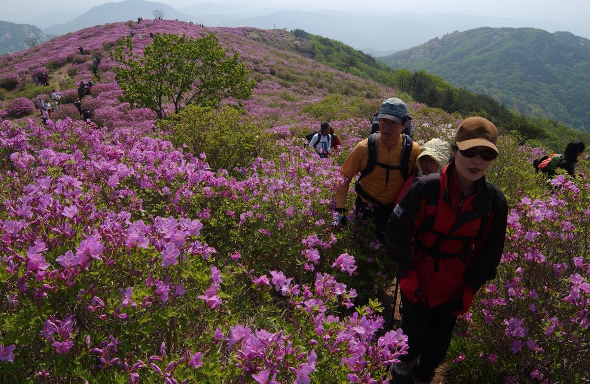 황매산철죽축제