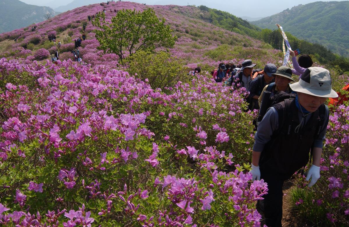황매산철죽축제