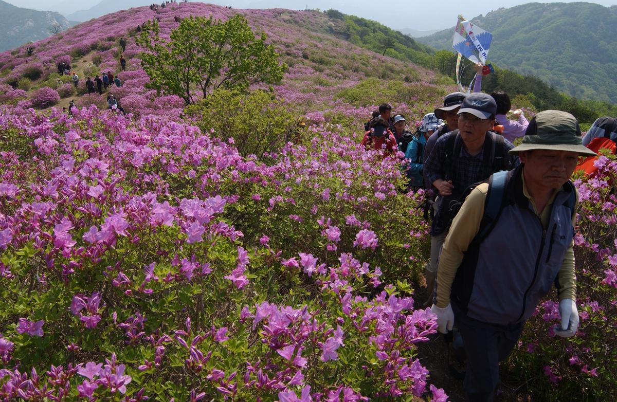 황매산철죽축제