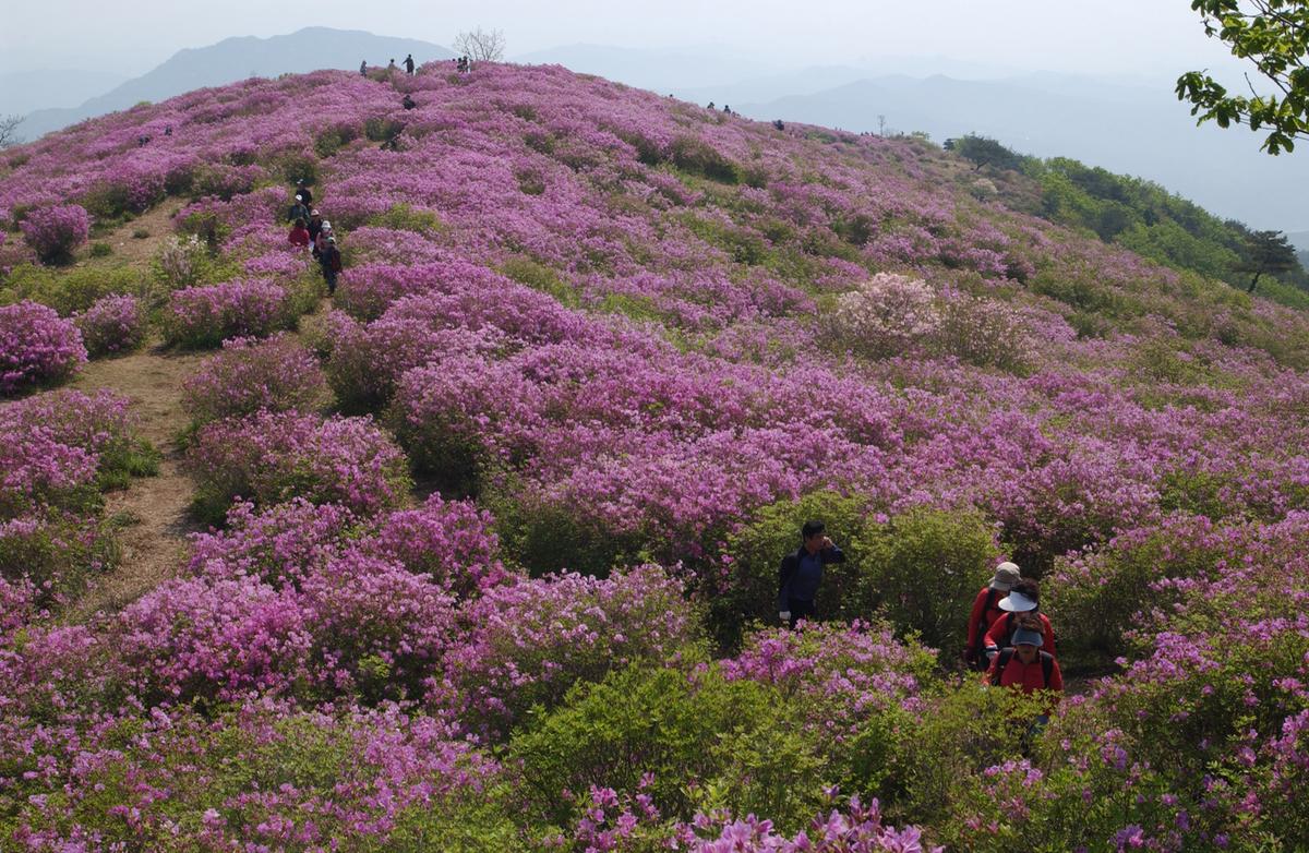 황매산철죽축제