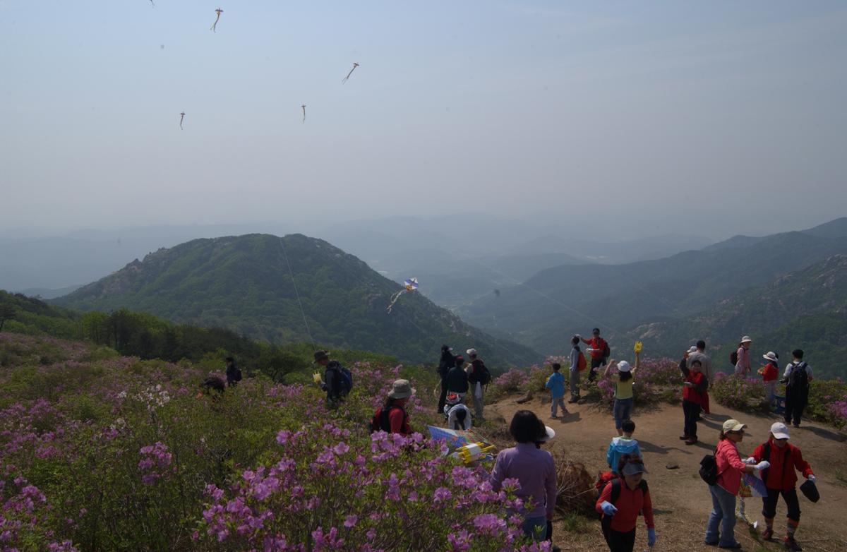 황매산철죽축제
