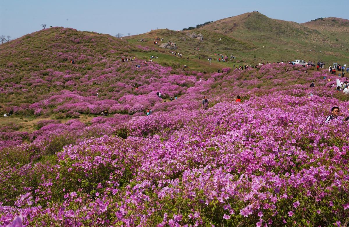 황매산철죽축제