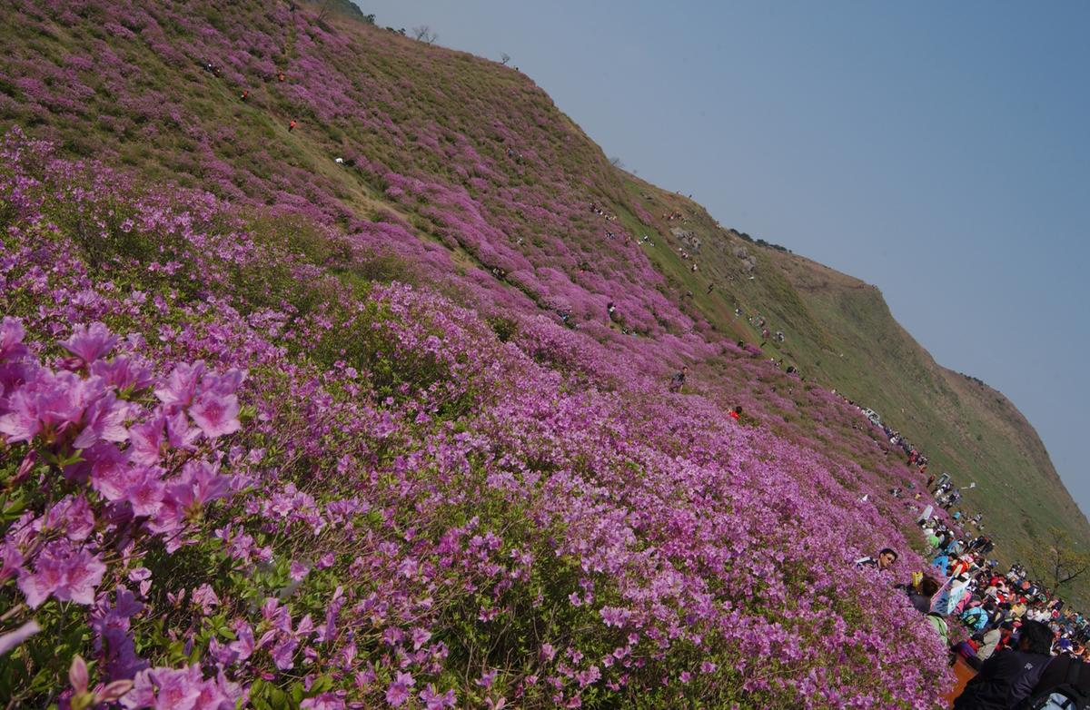 황매산철죽축제