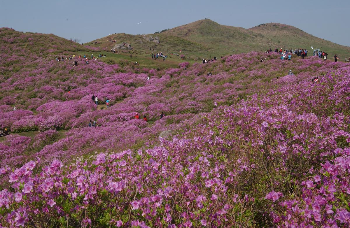 황매산철죽축제