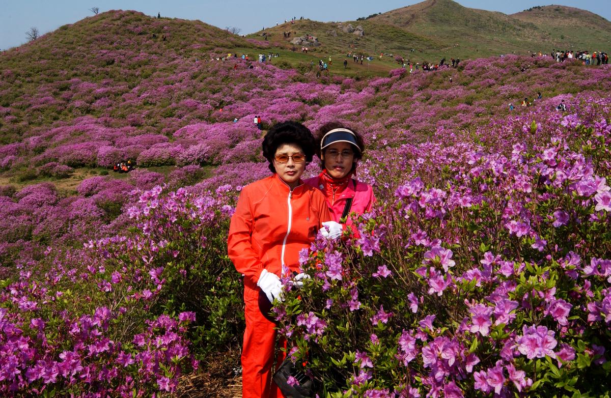 황매산철죽축제