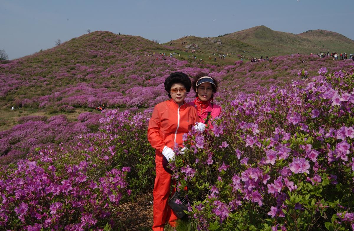 황매산철죽축제
