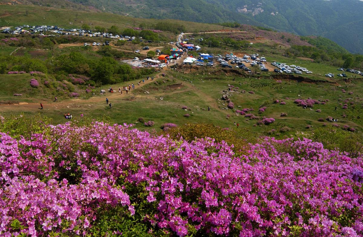 황매산철죽축제