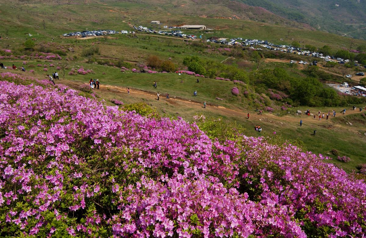 황매산철죽축제