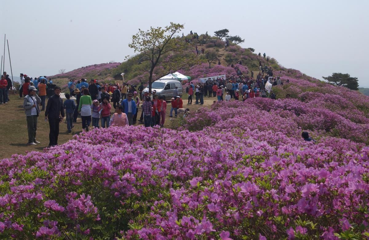 황매산철죽축제
