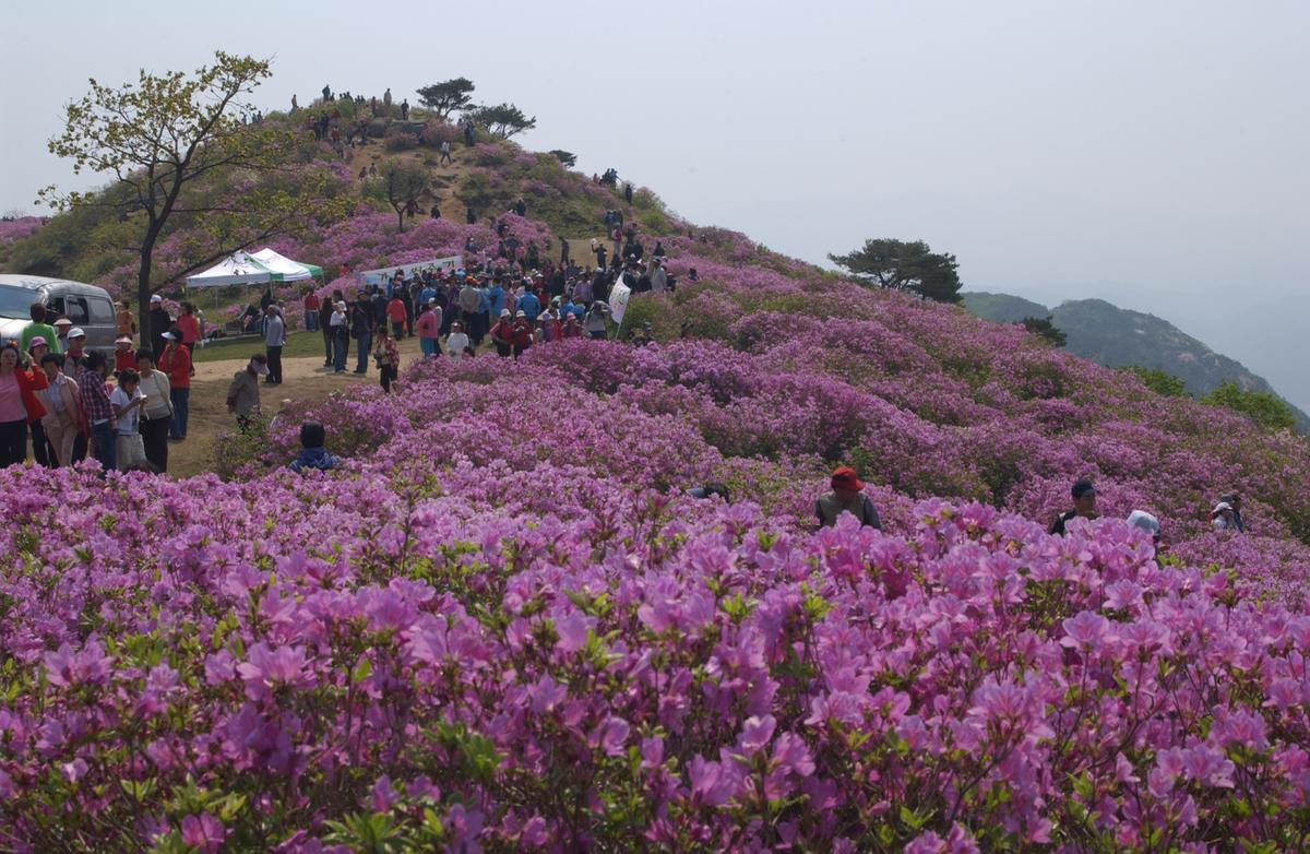 황매산철죽축제