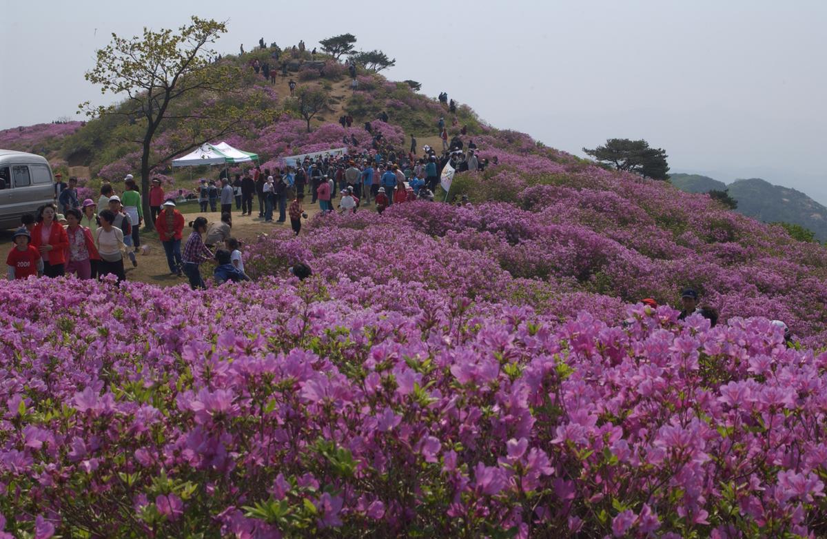 황매산철죽축제