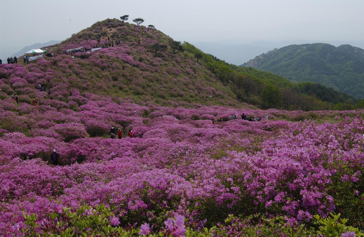 황매산철죽축제