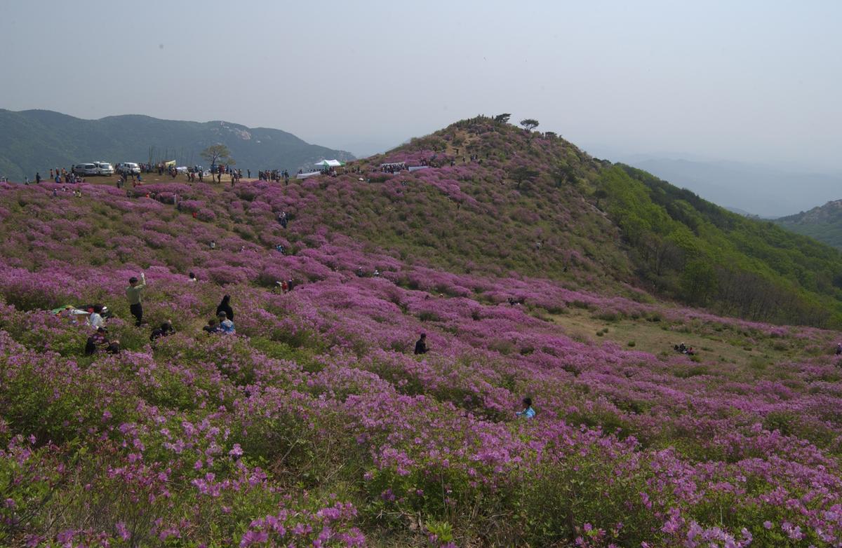 황매산철죽축제