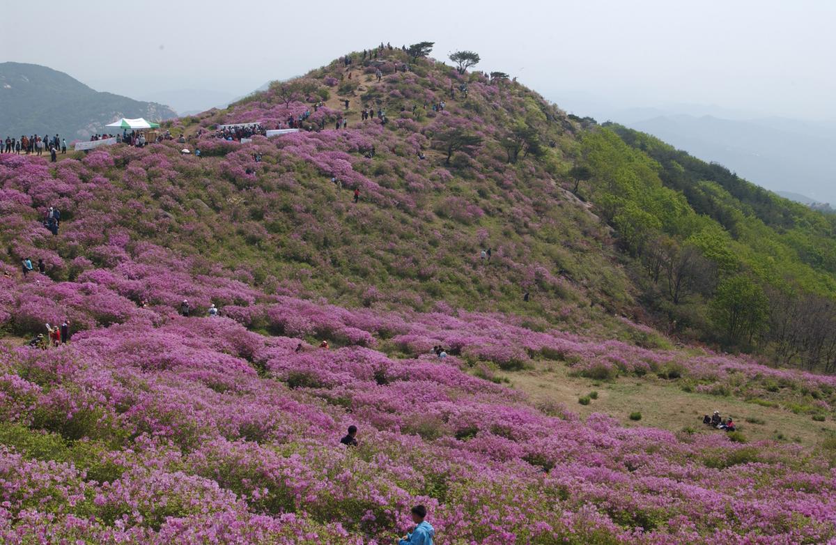 황매산철죽축제
