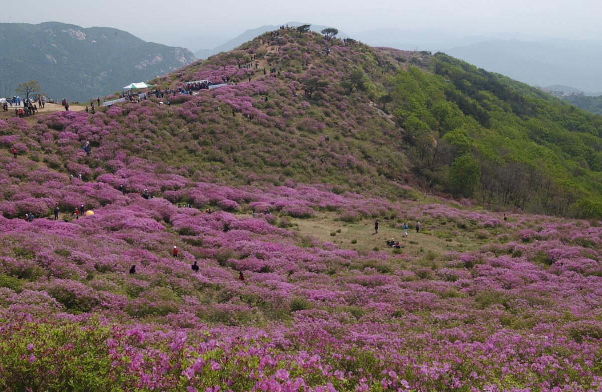황매산철죽축제