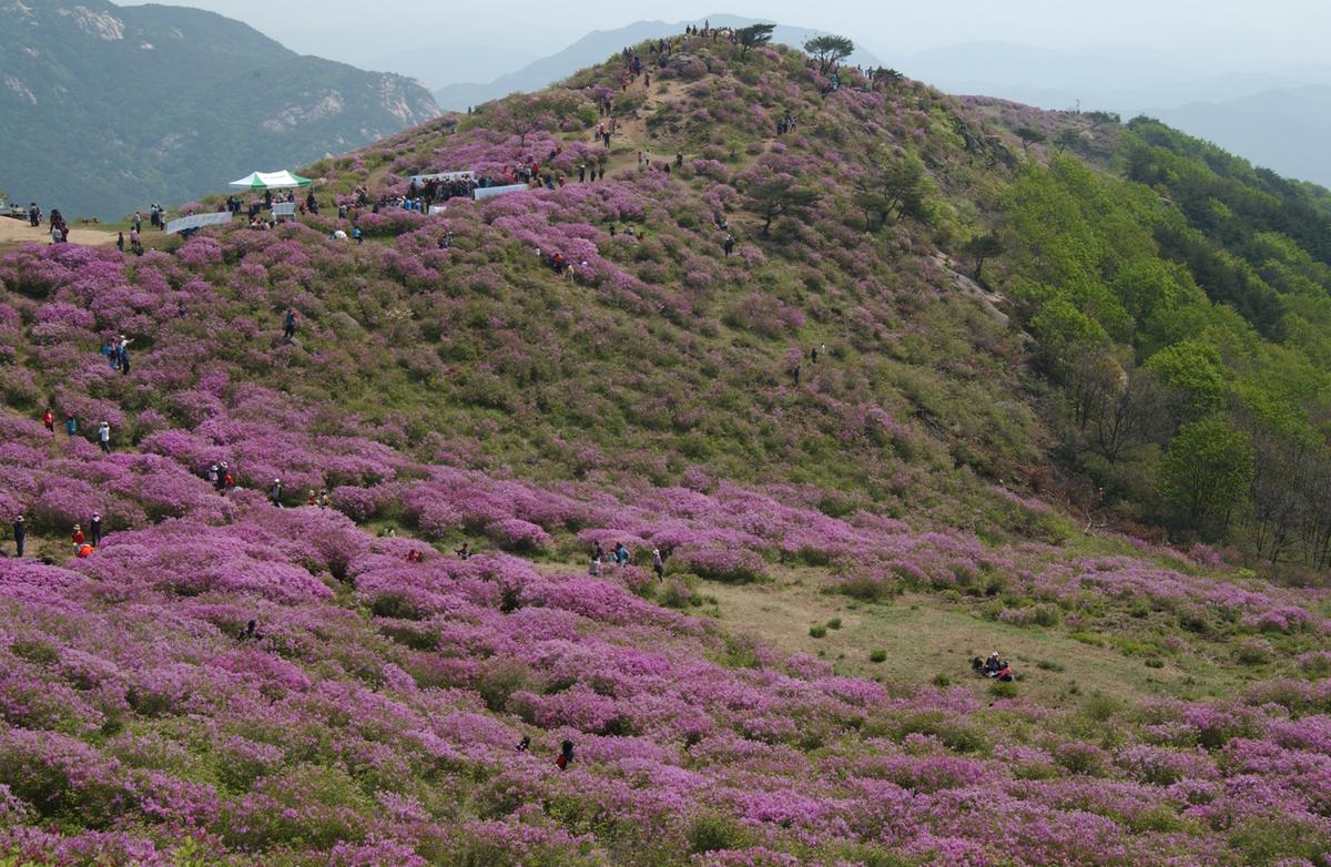 황매산철죽축제