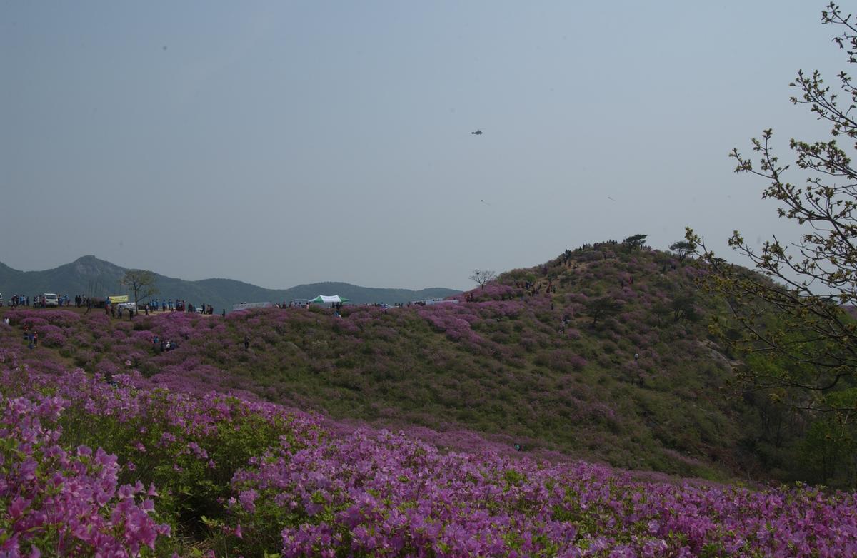 황매산철죽축제