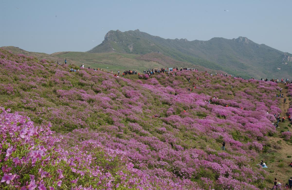 황매산철죽축제